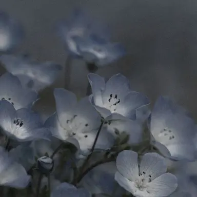 Profile image of 파이브