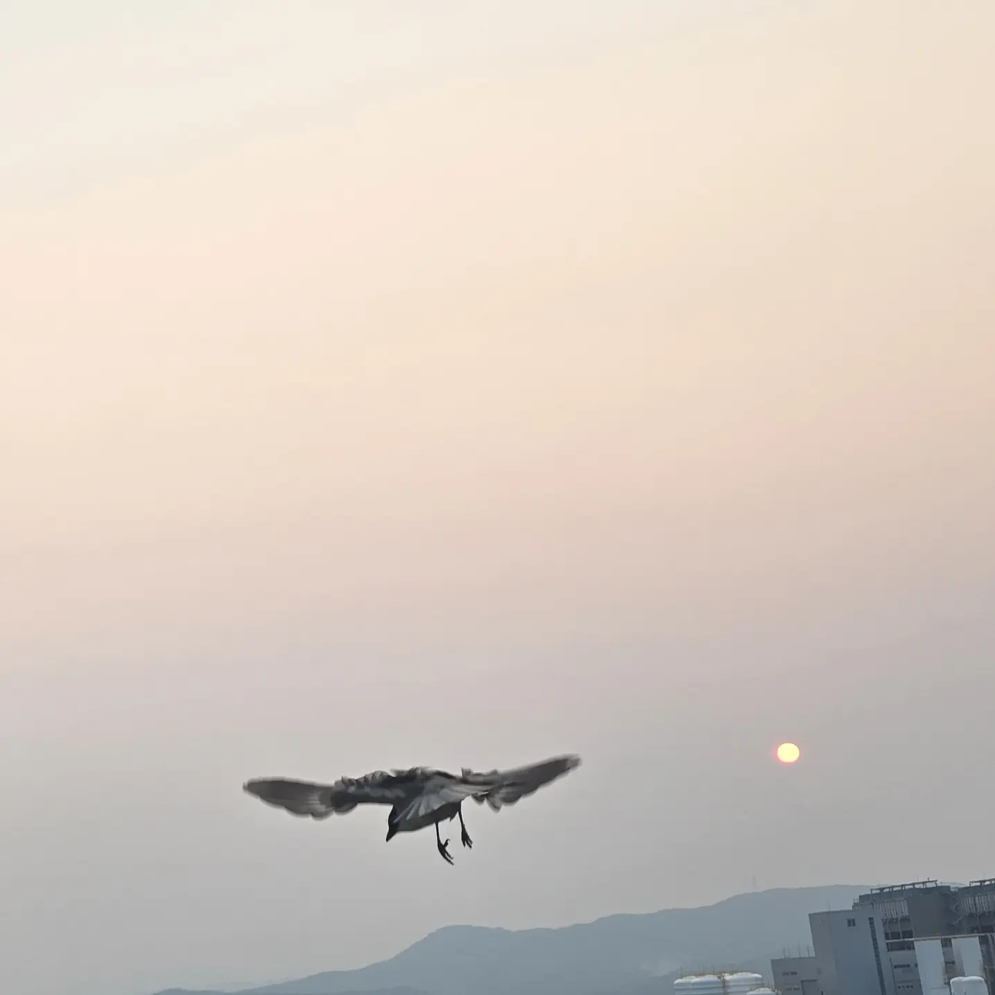 Igggiggi의 드래곤 주르르