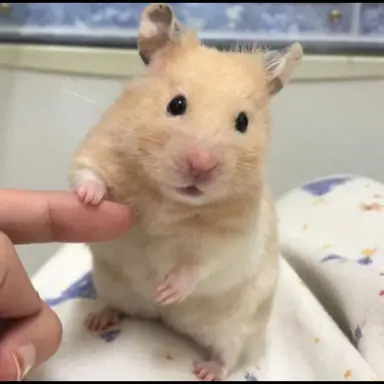 Profile image of 한지성