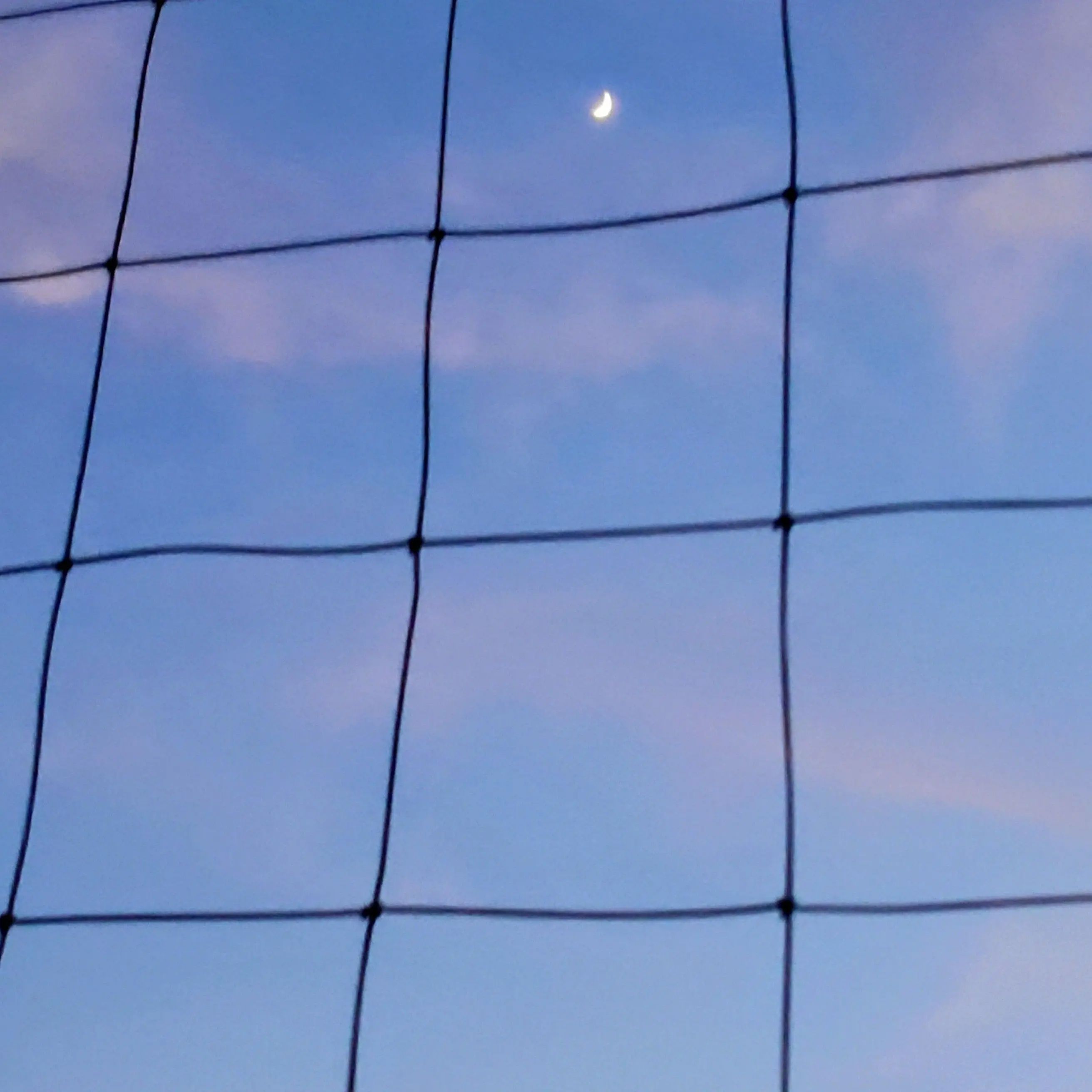 RacialBelt9854의 猫化！？