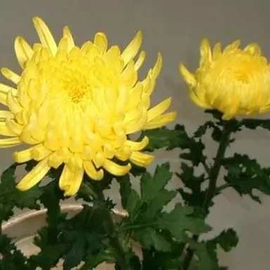 Profile image of 菊