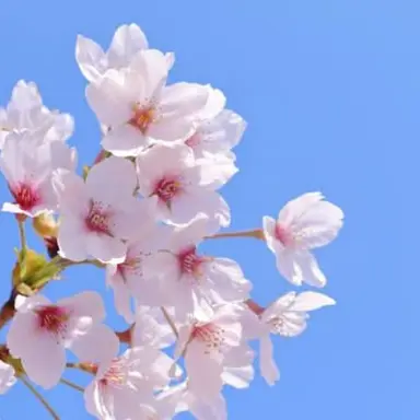 Profile image of 桜