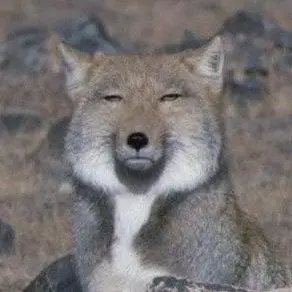 Profile image of 여우