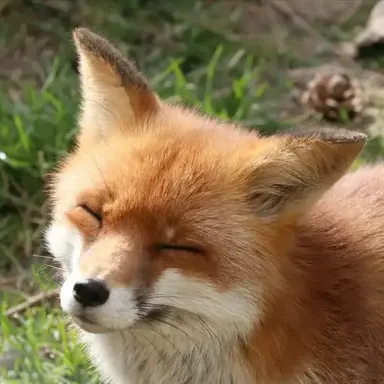 Profile image of 여우
