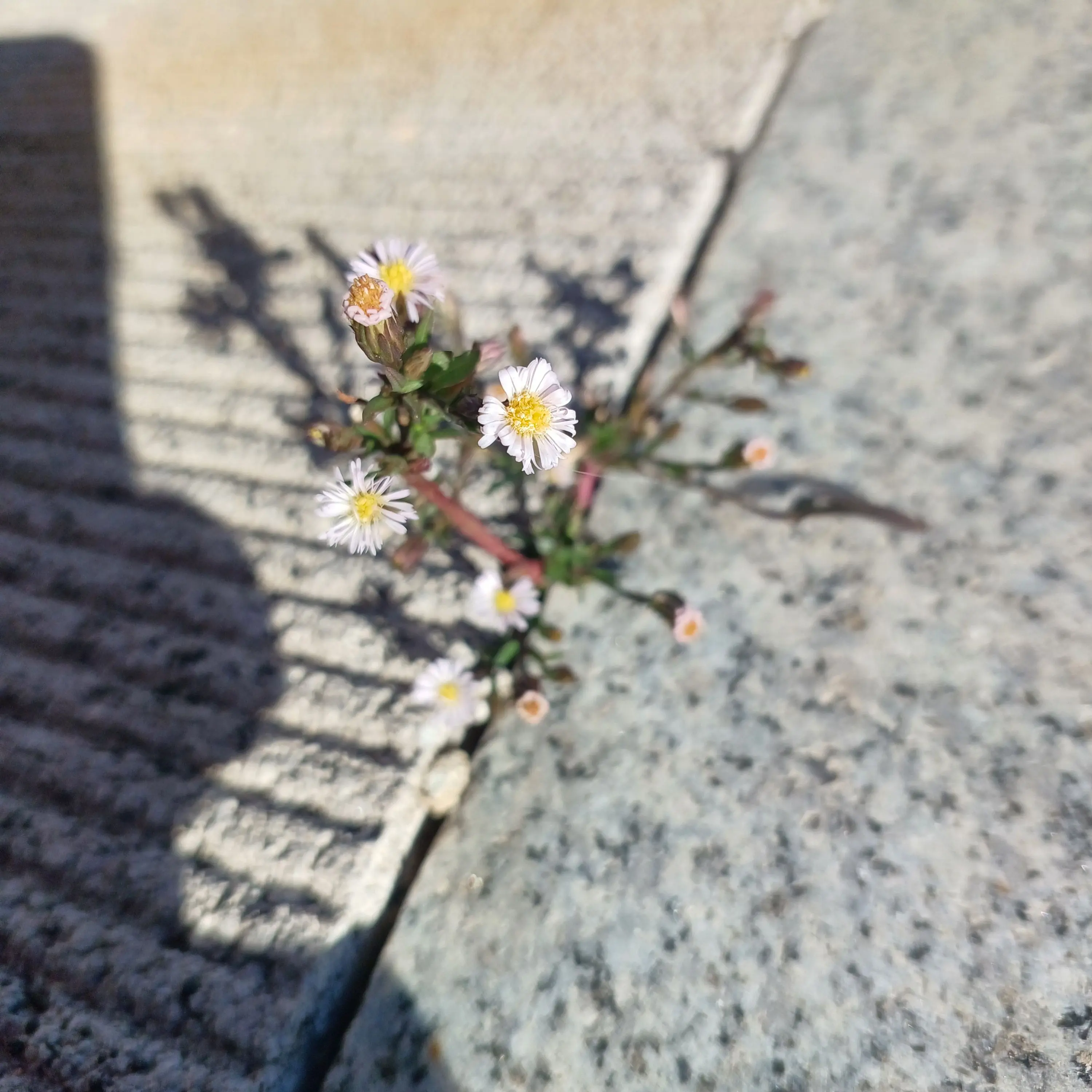 DuckCheeseBridge의 Clean One (청원이)