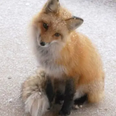 Profile image of 여우