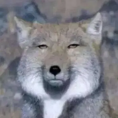 Profile image of 여우