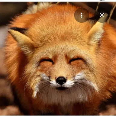 Profile image of 여우