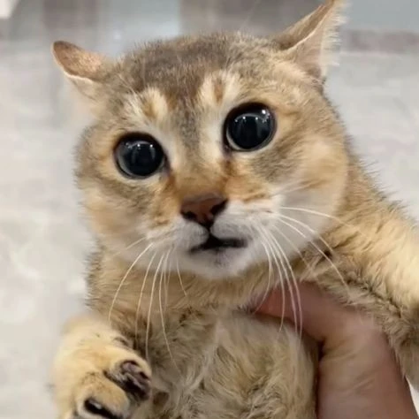 고양
