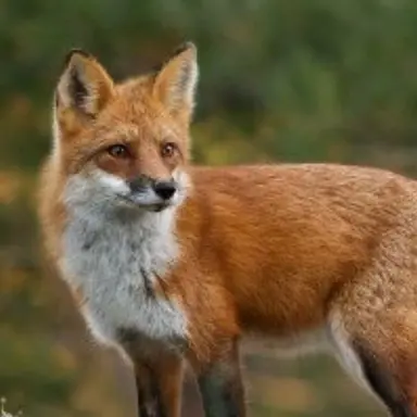 Profile image of 여우