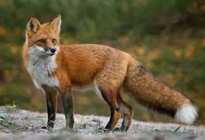 Profile image of ヨウ