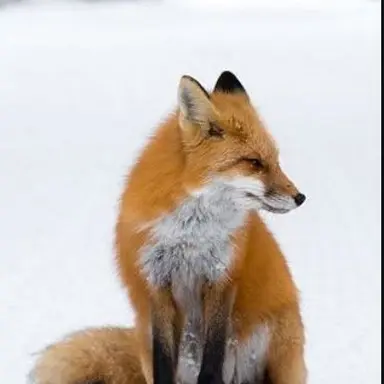 Profile image of 여우