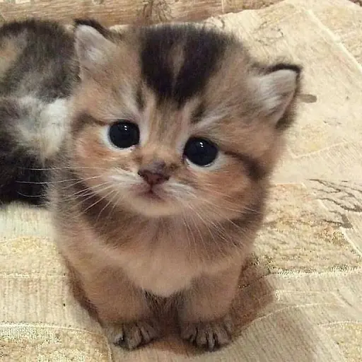 HumbleCough2045의 고냥이