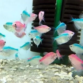 BasicBasil9716의 최립우