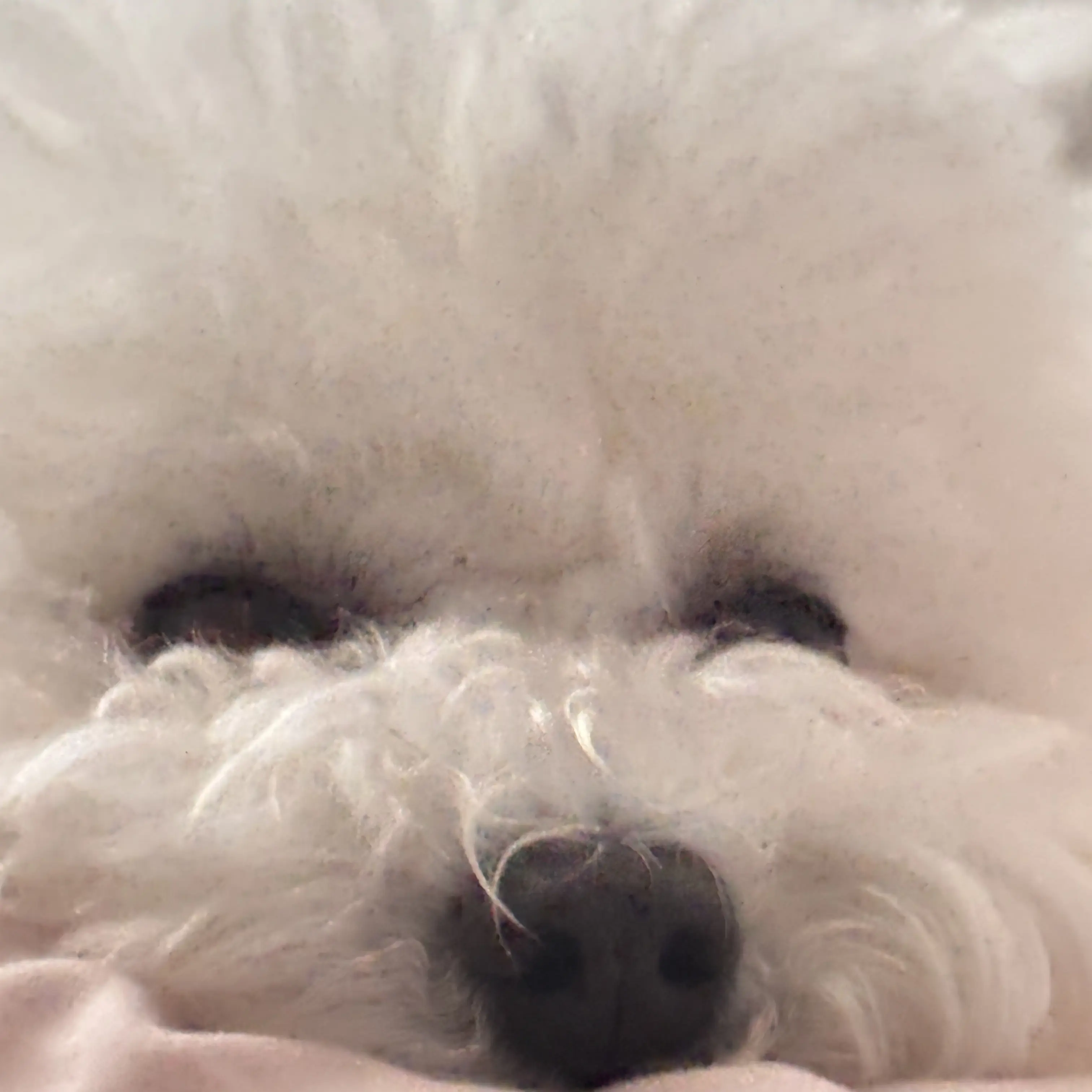 SnowyWoman7736의 김방아