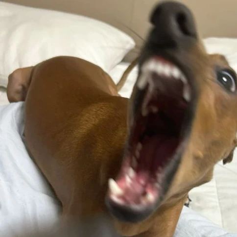 뽀삐