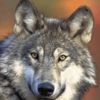Profile image of 늑대