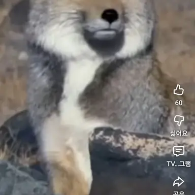 Profile image of 여우