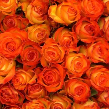 Profile image of 박덕개