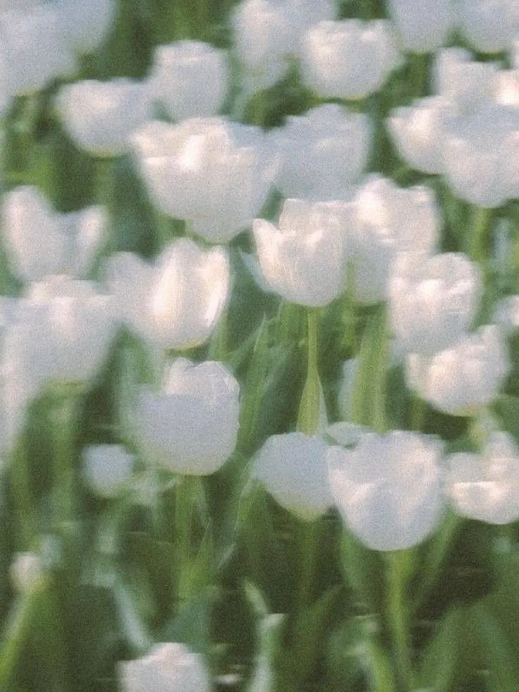 riorio._.의 あの花が咲く丘でまた君達と出会えたら…