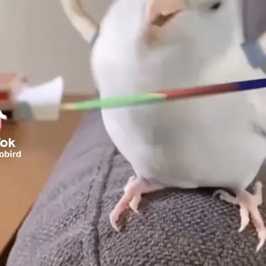 Profile image of 앵무새