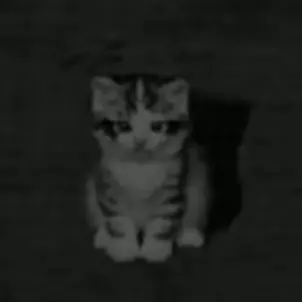 dak5555666의 猫ちゃん