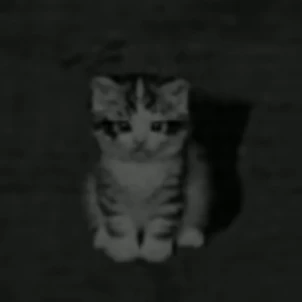 猫ちゃん