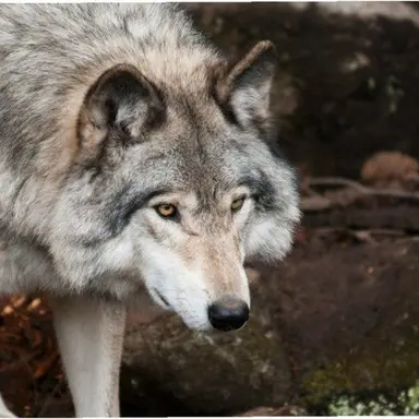 Profile image of 늑대