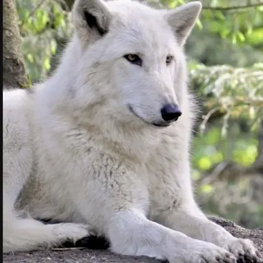 Profile image of 백늑대