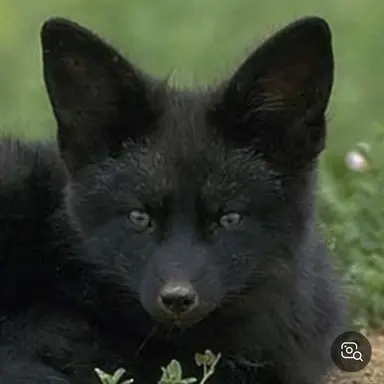 Profile image of 흑여우