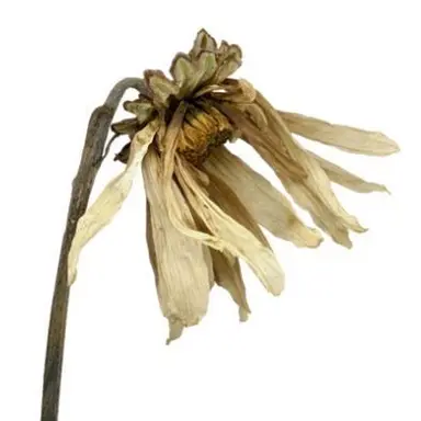 Profile image of 심은결