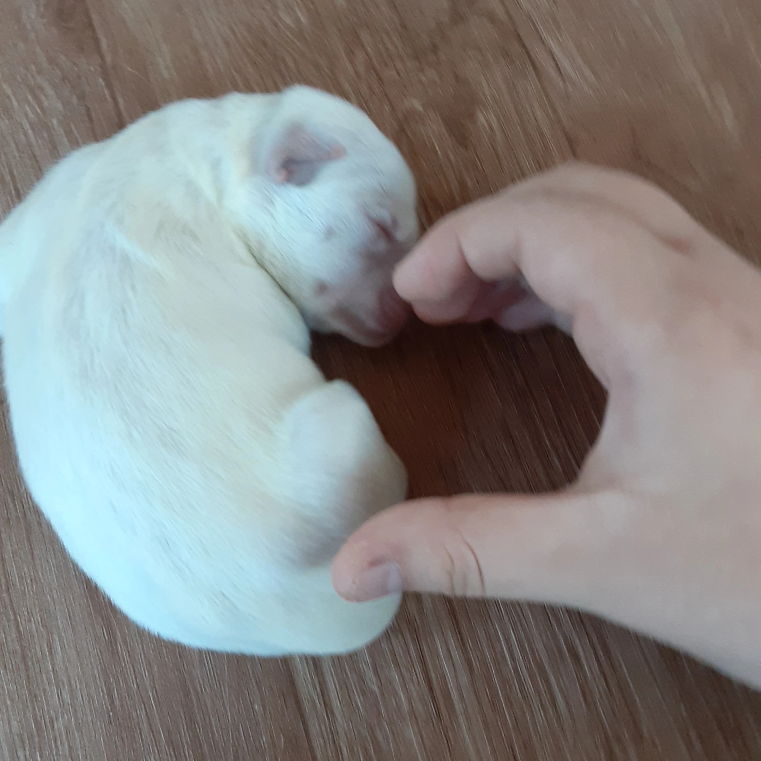 캔플 사파