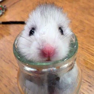햄스터