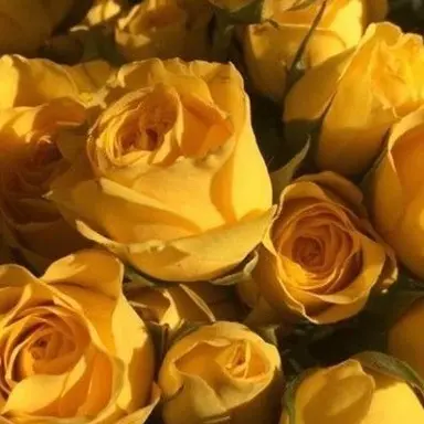 Profile image of 각별