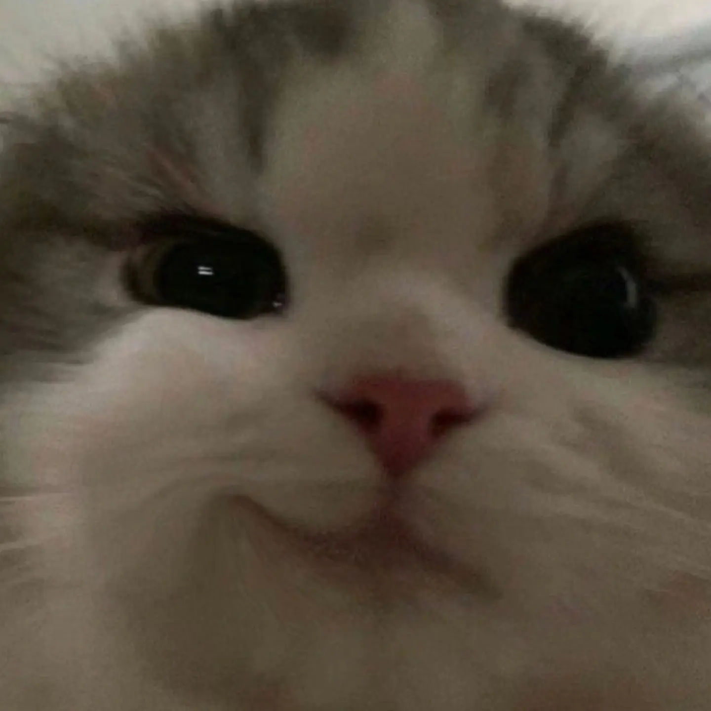 leegune의 고양이 냥