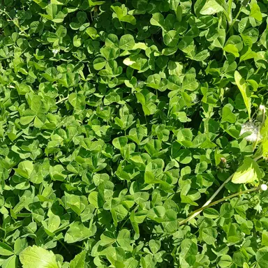 Profile image of 공룡