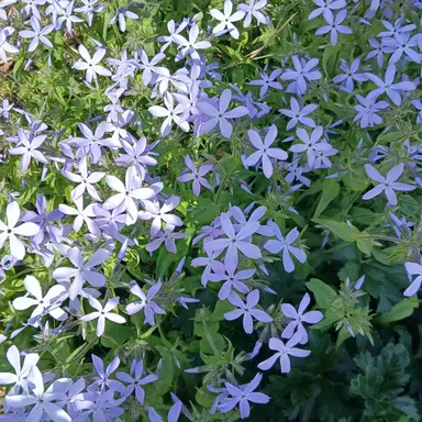 Profile image of 수현