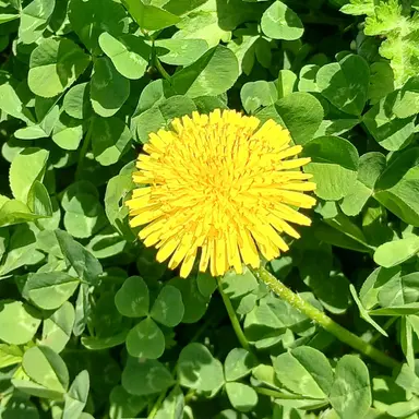 Profile image of 각별