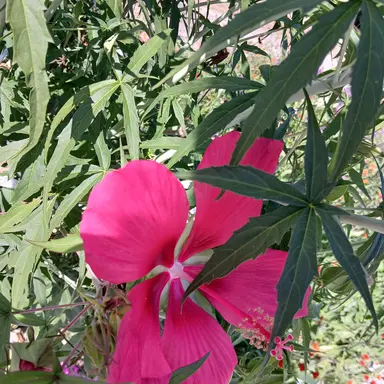 Profile image of 라더