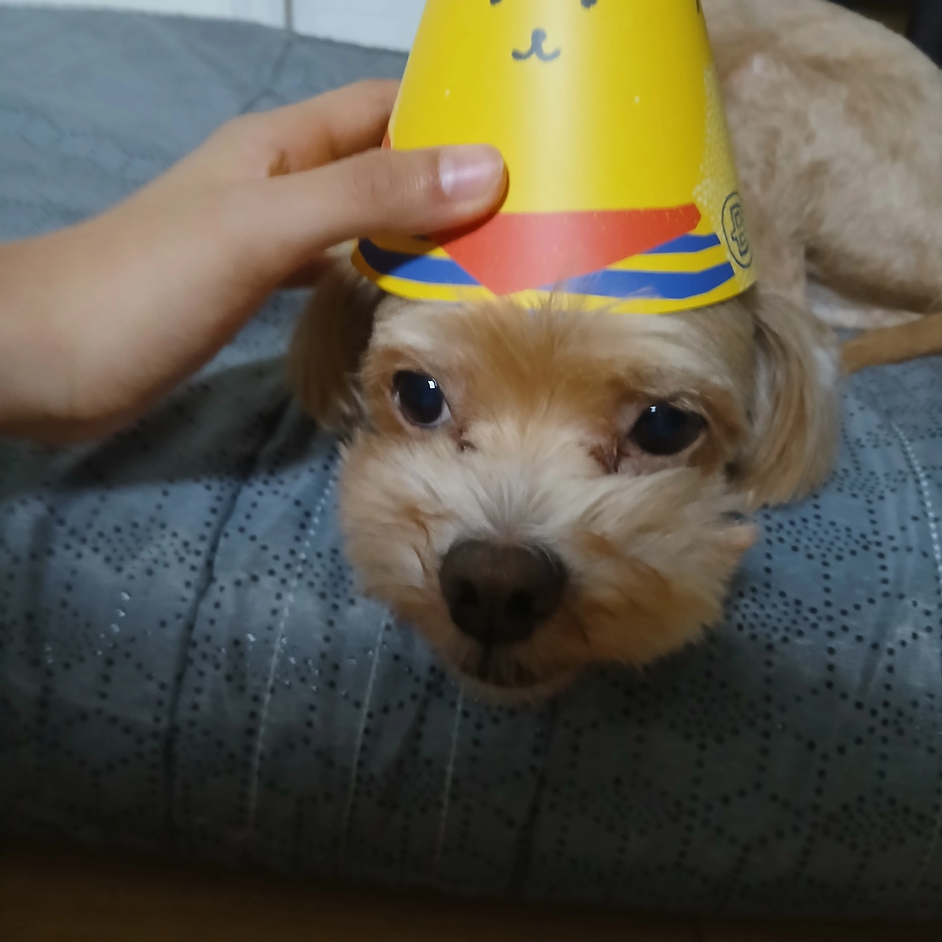 이도현