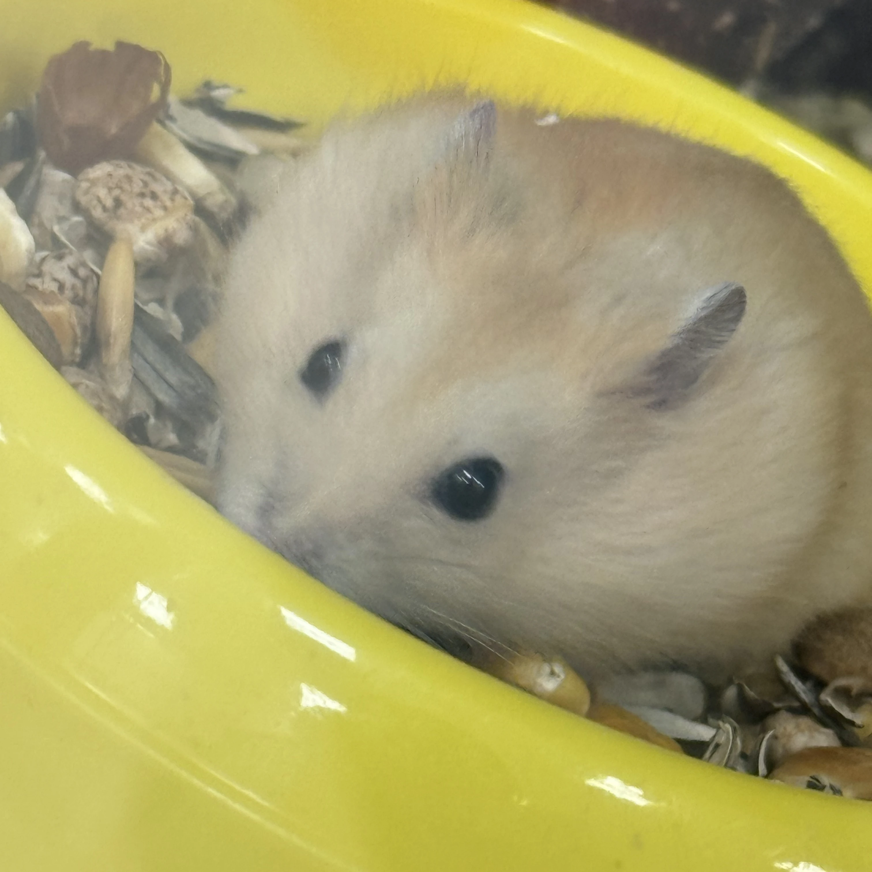 명재혅