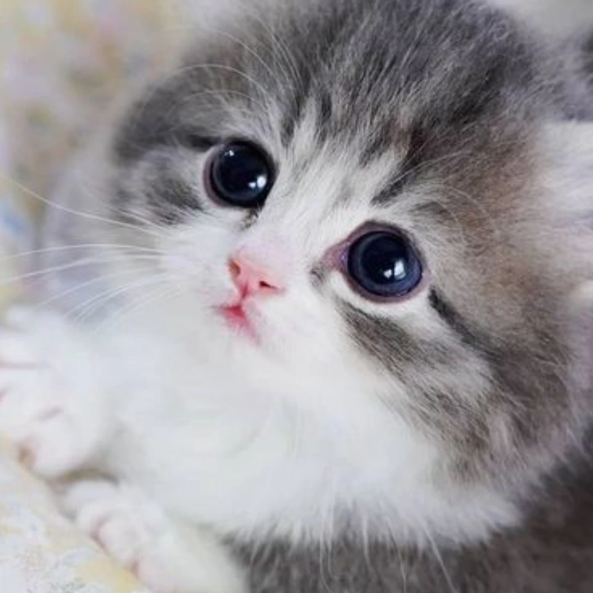 고ㅗㅗㅗㅗㅗㅗㅗ양이