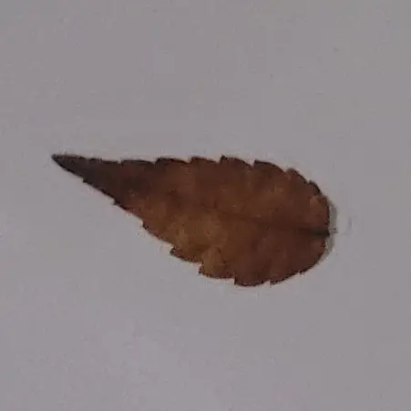 Riii의 역키잡 주의, 오메가버스, 정략결혼