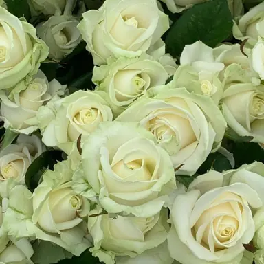 Profile image of 정공룡