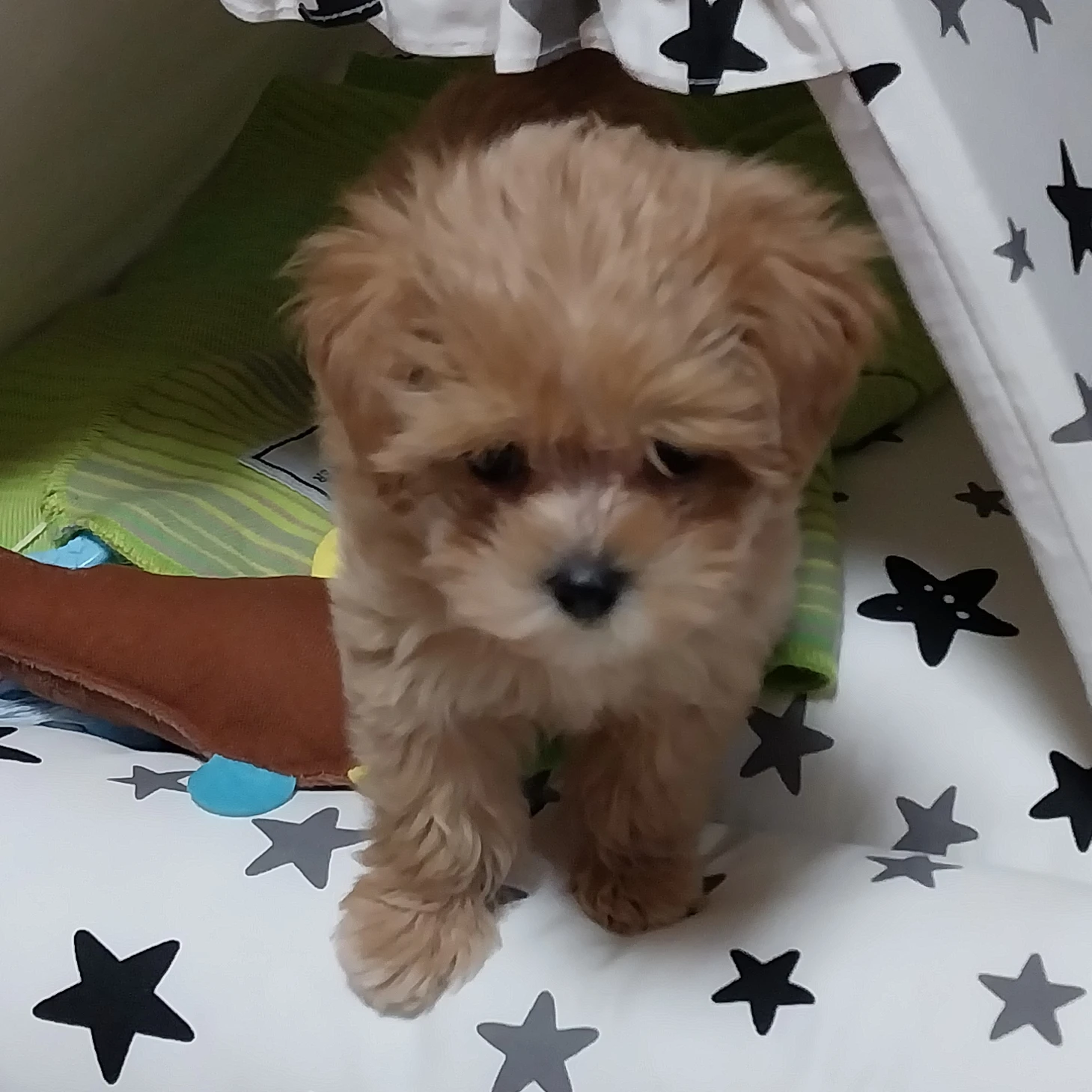 복실이