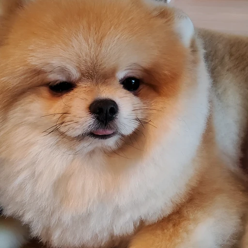 미루