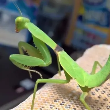 Profile image of 사마