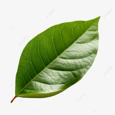 Profile image of 이파리