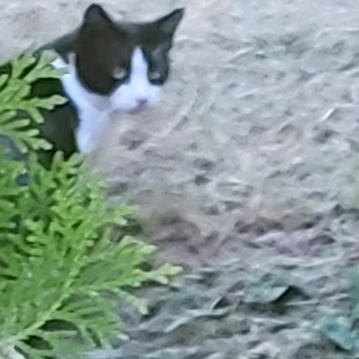 유태산