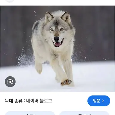 Profile image of 늑대